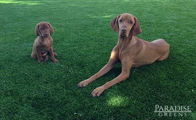 dogs love artificial grass