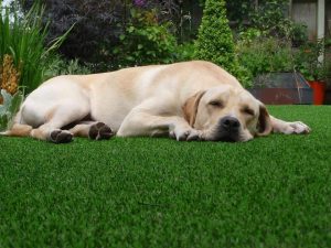 artificial lawns