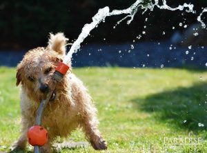 watering real grass