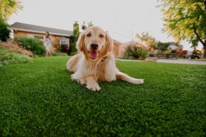 Paradise Greens Arizona Artificial Grass