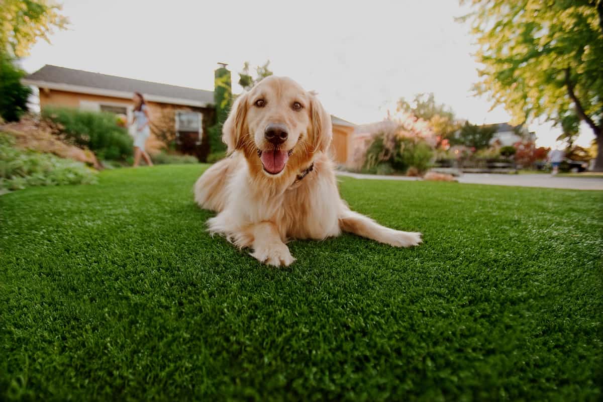 Paradise Greens Arizona Artificial Grass