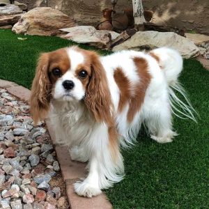 pet friendly synthetic turf