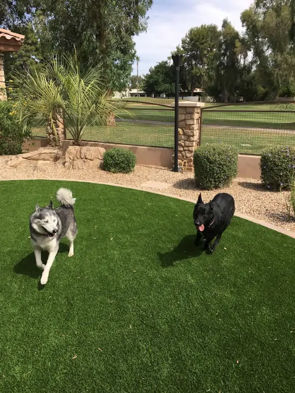 dogs playing on artificial grass lawn