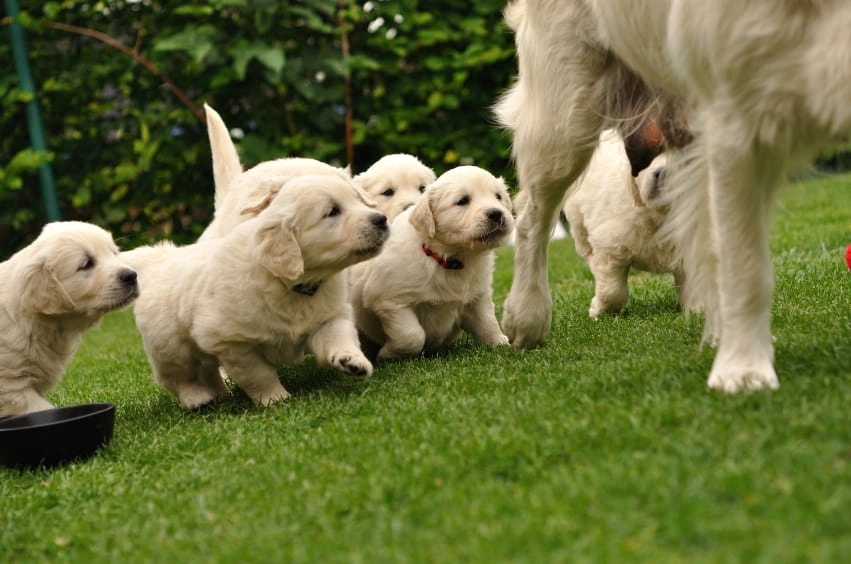 dogs playing on artificial grass lawn