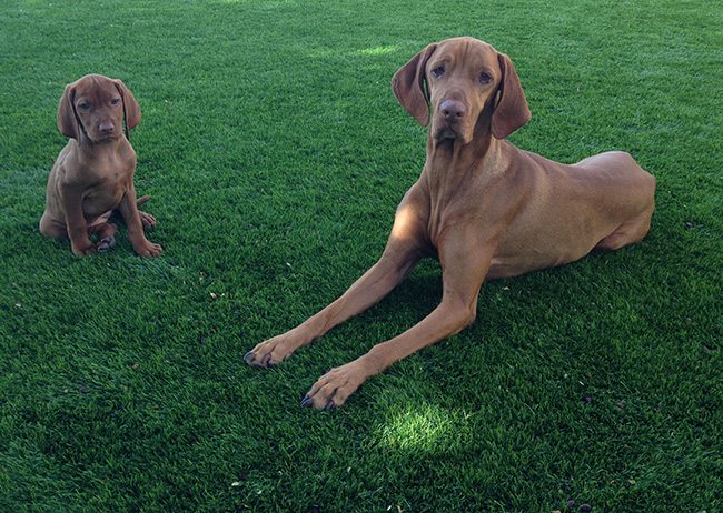 dogs love artificial grass