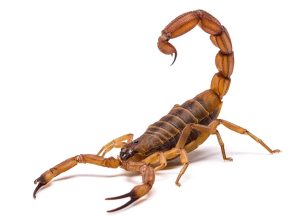 scorpion pest control